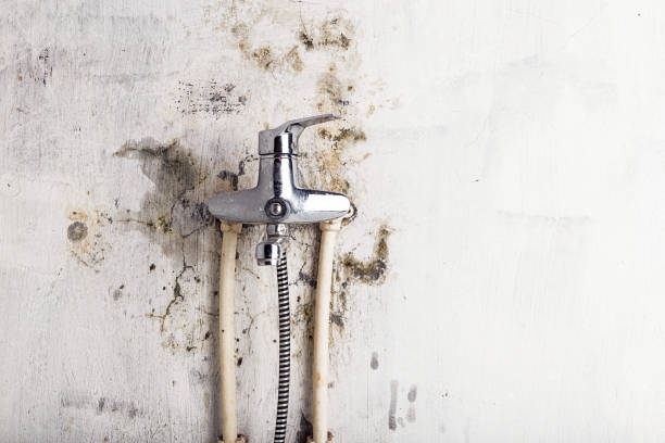 Professional Mold Removal in Mapleton, MN
