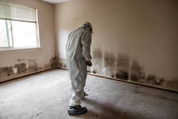 Best Residential Mold Removal  in Mapleton, MN
