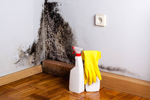 Best Mold Testing  in Mapleton, MN