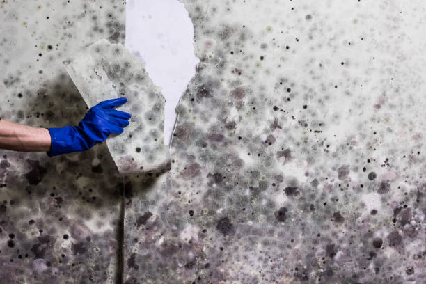 Best Fast Mold Removal  in Mapleton, MN