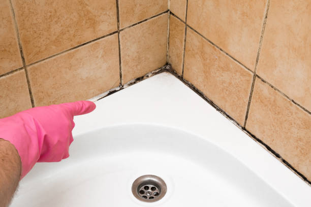 Best Professional Mold Removal  in Mapleton, MN